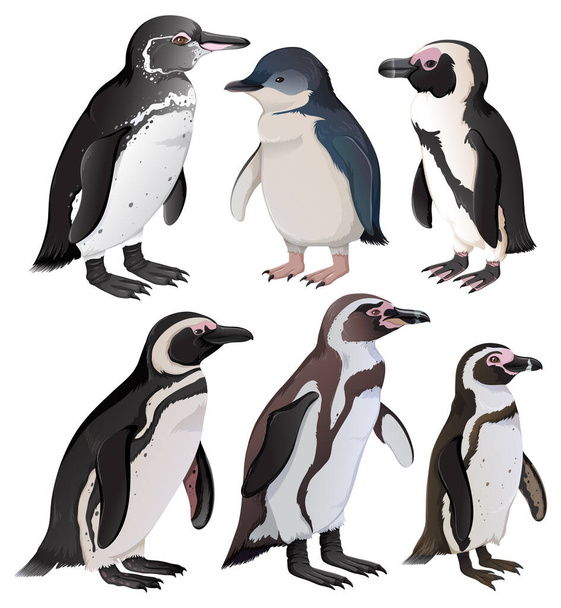Set of baby penguins in different species illustration - Vector, Image