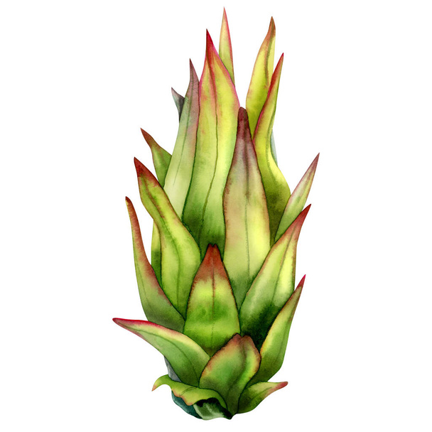 Young growing dragon fruit in green and yelolow colors. Pitaya growth watercolor illustration. Exotic tropical cactus plant botanical drawing isolated on white background. - Photo, Image