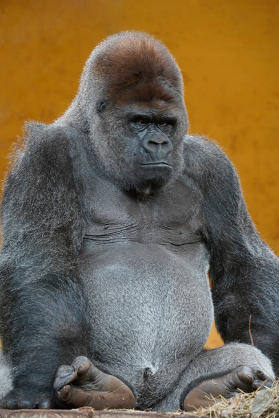 Zdjęcie jeńca goryla srebrzystego ustawionego na pomarańczowym tle - Zdjęcie, obraz