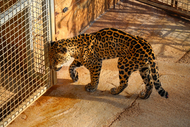 Ягуар (Panthera onca) заперт в клетке, чешет голову о решетку - Фото, изображение