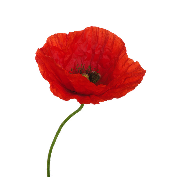 red poppy  - Φωτογραφία, εικόνα