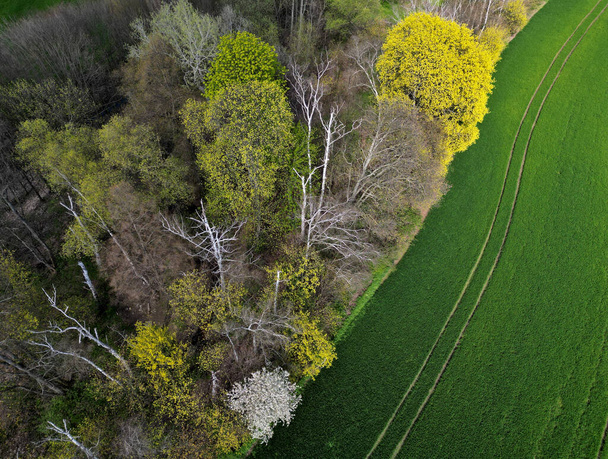 the contrast of a colorful multi-species forest compared to a cultivated agricultural landscape where grain is sown. drone view, mixed forest edge with willow and poplar and flowering brambles - Photo, Image