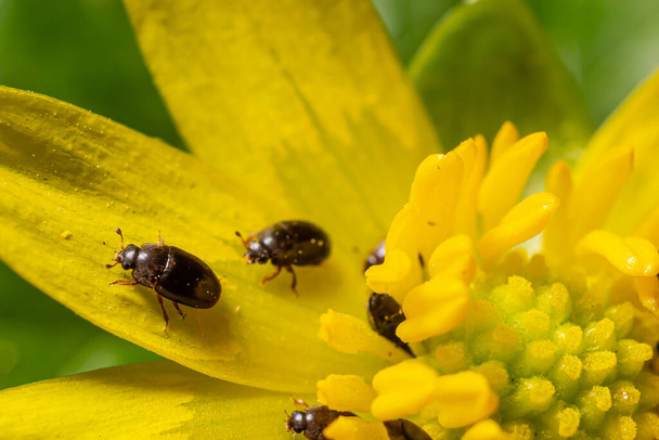 Rape beetle, meligethes aeneus on field pennycress, thlaspi arvense plant. Spring nature background - Photo, Image
