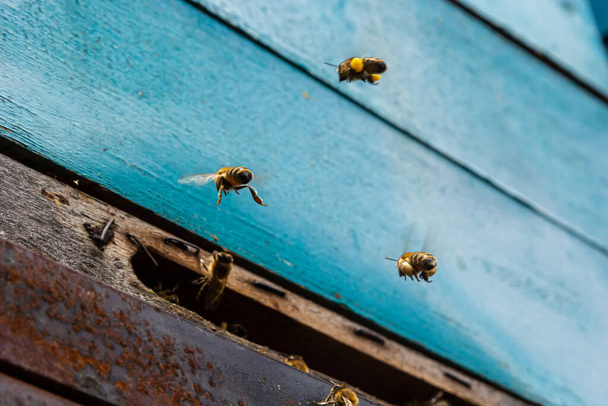 Group of bees near a beehive, in flight. Wooden beehive and bees. Bees fly out and fly into the round entrance of a wooden vintage beehive in an apiary close up view. - Photo, Image