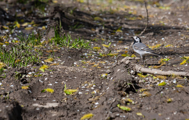 White Wagtail - Motacilla alba, small popular passerine bird from European fileds, meadows and wetlands. White Wagtail, Pied Wagtails, Motacilla alba sitting on the ground. - Photo, Image