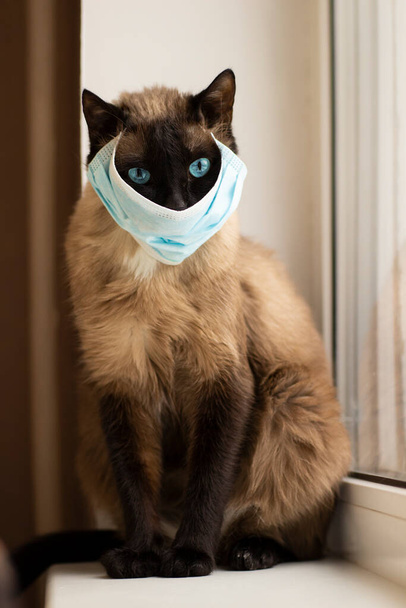 Cat in protective facial mask during quarantine - Zdjęcie, obraz