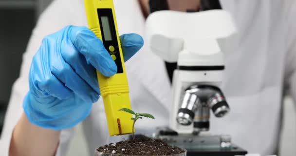Вчений вивчає кислотність ґрунту в контейнері з канабісом з використанням лабораторного пристрою PH-метрового пристрою в офісі. Спеціаліст сидить поруч з повільним рухом мікроскопа
 - Кадри, відео