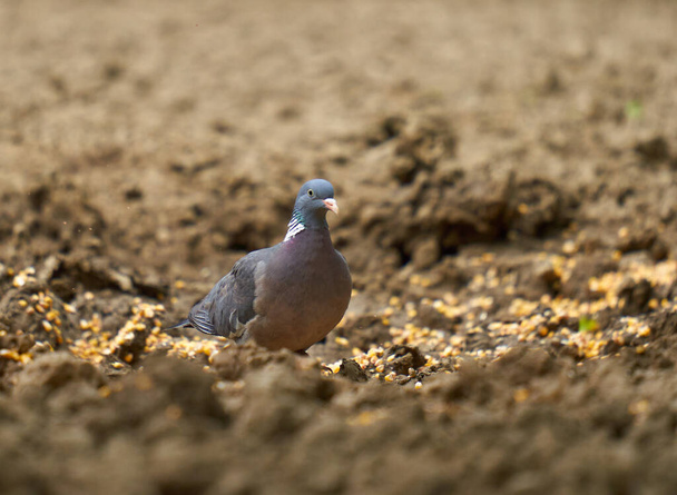 Wood pigeon foraging for food on the forest ground - Photo, Image