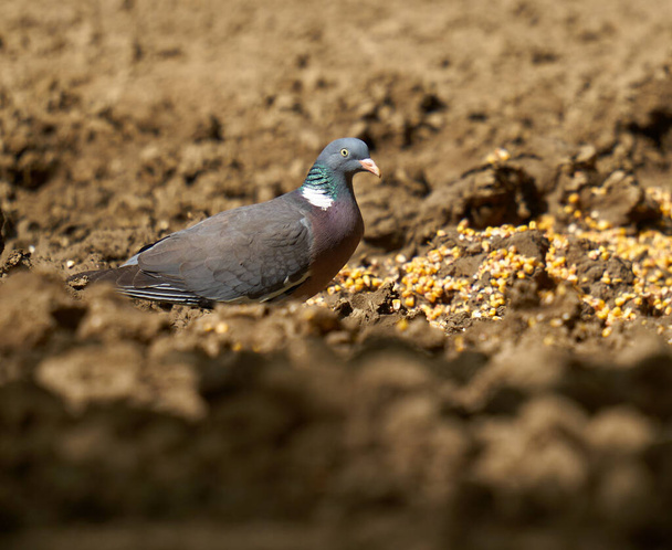 Wood pigeon foraging for food on the forest ground - Photo, Image