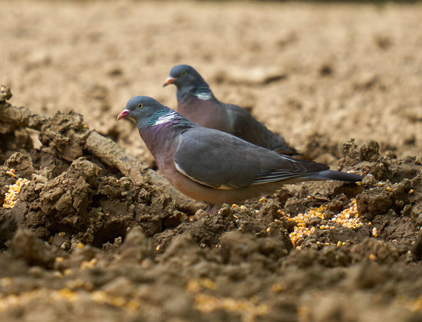 Wood pigeons foraging for food on the forest ground - Fotoğraf, Görsel