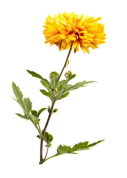 Chrysanthemum - Fotoğraf, Görsel
