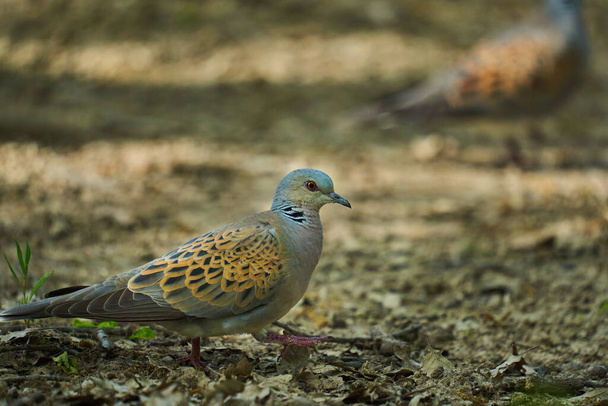 European turtle dove in the forest, looking around - Photo, Image