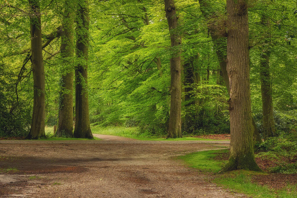 Όμορφο δάσος άνοιξη, φρέσκο και πράσινο, μετά τη βροχή. Μονοπάτι μέσα στο δάσος. Twicklerbos, Κάτω Χώρες. - Φωτογραφία, εικόνα
