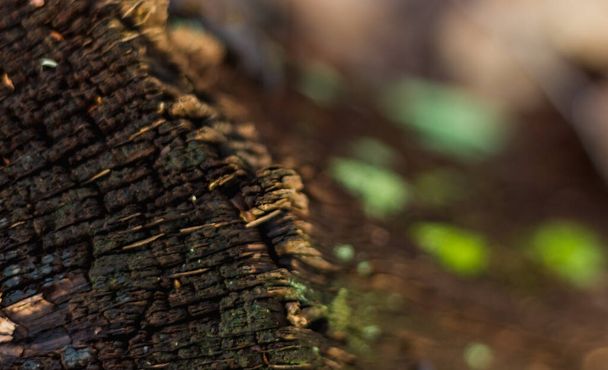 moss on the stump of an old oak, close-u - Photo, Image