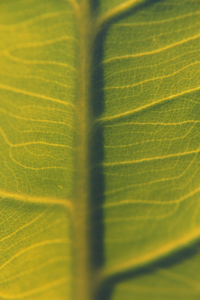 Primo piano della foglia di Taro, Colocasia esculenta
 - Foto, immagini