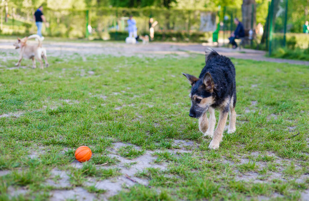Cães pequenos brincando com uma bola de brinquedo em um parque no verão. - Foto, Imagem