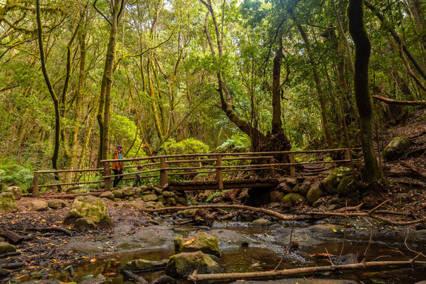 Wooden bridge on the river next to Arroyo del Cedro in the evergreen cloud forest of Garajonay National Park, La Gomera, Canary Islands, Spain. - Фото, изображение