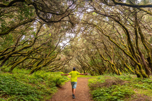 A man on the trail in the mossy tree forest of Garajonay National Park, La Gomera, Canary Islands. On the excursion to Las Creces - Photo, Image