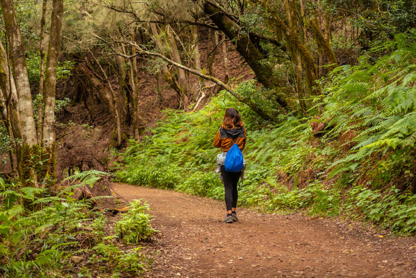 Woman trekking on the trail in the mossy tree forest of Garajonay National Park, La Gomera, Canary Islands. On the excursion to Las Creces - 写真・画像
