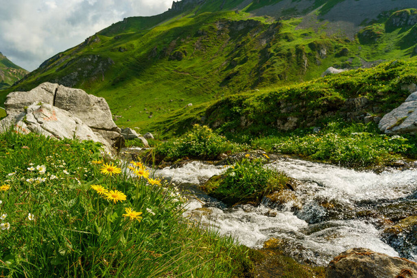 yellow orange arnica, chamois, powerwort, stitchwort, wolfflower, on an alpine meadow in the Austrian mountains, Asteracea, Medicinal plant, daisy family, has a wound-healing, disinfecting and anti-inflammatory effect.  - Foto, Imagen
