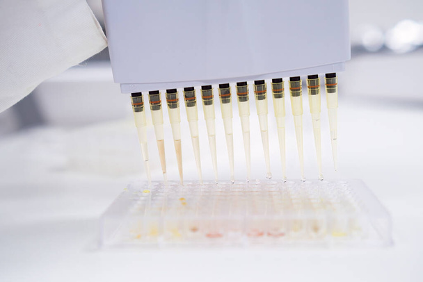 Заполнение микропластин для анализа крови осуществляется ученым с помощью многоканального пипетки дозатора. - Фото, изображение
