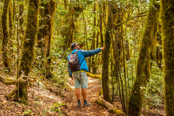 Man on a trekking in the Garajonay trail of the natural park of the forest in La Gomera, Canary Islands. Trees with moss, path of Raso de la Bruma and Risquillos de Corgo - 写真・画像