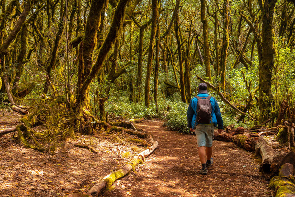 Man on a trekking in Garajonay del Bosque natural park in La Gomera, Canary Islands. Trees with moss, humid forest on the path of Raso de la Bruma and Risquillos de Corgo - Foto, immagini