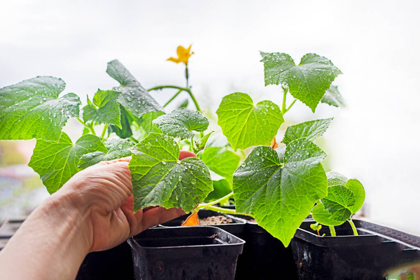 farmer pinches the first leaves on the seedlings and the ovaries of cucumbers with his hand. Agriculture - Foto, imagen