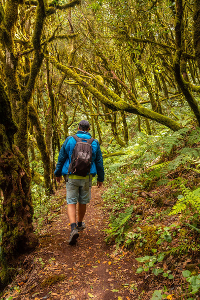 Man on a trekking walking in the mossy trees of the humid forest of Garajonay in La Gomera, Canary Islands. - Fotoğraf, Görsel