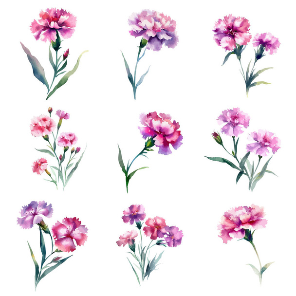 Watercolor carnation flowers set. Hand painted illustration isolated on white background - Vetor, Imagem