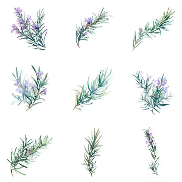 Watercolor rosemary flowers set. Hand painted illustration isolated on white background - Vector, Image