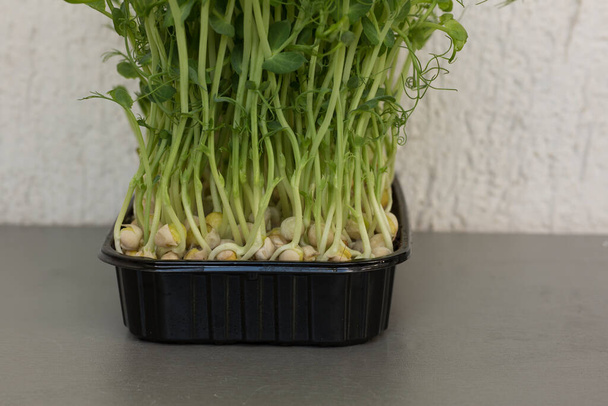 Close-up de ervilhas microverdes com sementes e raízes. Microgreens brotantes. Germinação de Sementes em casa. Vegan e conceito de alimentação saudável. Micro-verdes. Brotos em crescimento - Foto, Imagem
