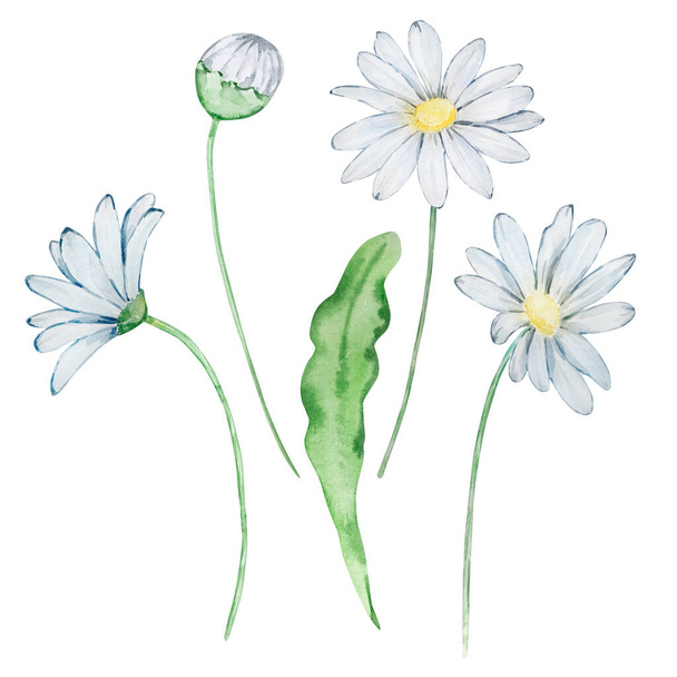 Akvarel sedmikráska, duben květina měsíc narození, design pro potisky a karty - Fotografie, Obrázek