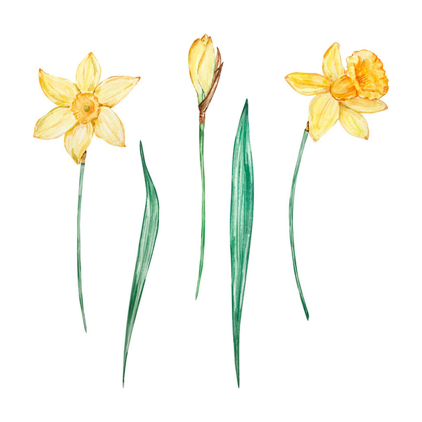 Watercolor narciso, marchar mês de nascimento flor, design para impressões e cartões - Foto, Imagem