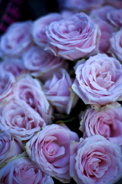 Róże - Zdjęcie, obraz