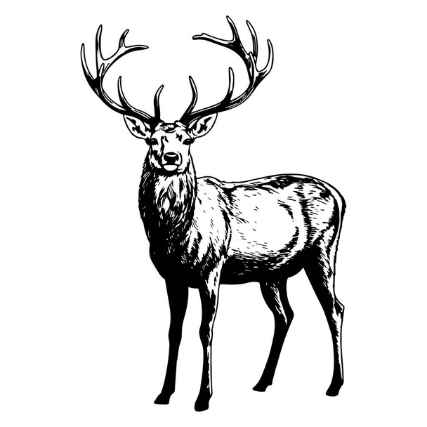 Illustration of wild deer in black and white style. Vector. - Vector, Image