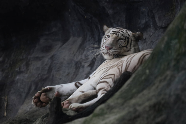 白い虎を閉じ、岩の山の上で眠っている - 写真・画像
