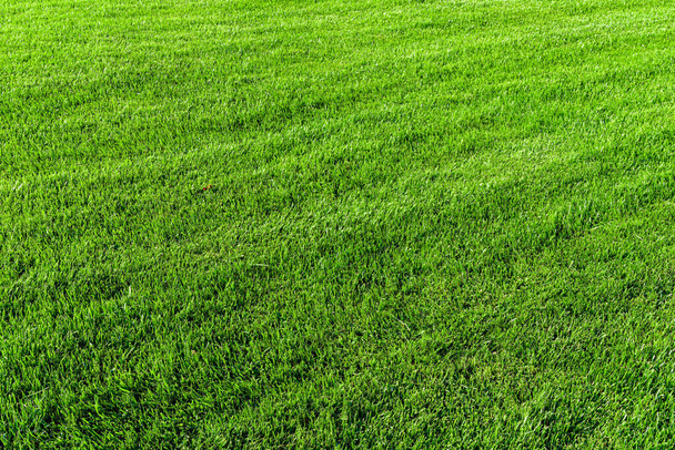 Texture of green grass on the lawn. Natural abstract background for design. - Photo, Image