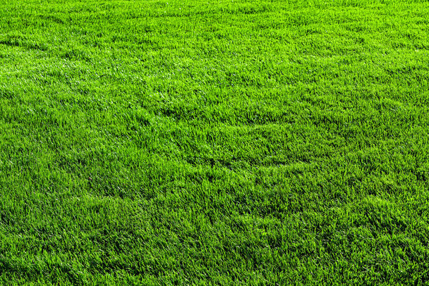 Текстура зеленой травы на газоне. Естественный абстрактный фон для дизайна. - Фото, изображение