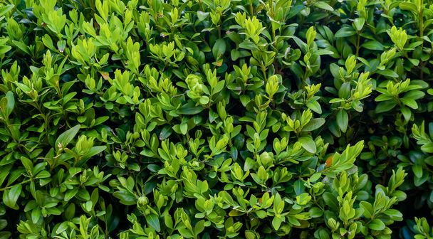 green boxwood twigs with visible details. background or texture - Φωτογραφία, εικόνα