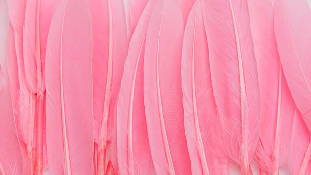 pink feather wool pattern texture background - Foto, Bild