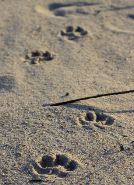 Pugmarks de un perro en la playa de arena
. - Foto, Imagen