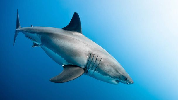 selective image of Great white shark with blue background - Photo, Image