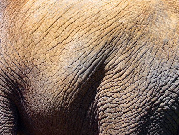 Африканські слони - слони роду Loxodonta. Рід складається з двох сучасних видів: африканського лісового слона, L. africana і меншого африканського лісового слона. - Фото, зображення