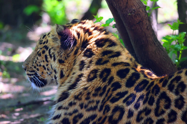 Jaguar ist eine Katze, eine Katze aus der Gattung Panthera, die nur in Amerika heimisch ist. Jaguar ist die drittgrößte Katze nach Tiger und Löwe und die größte in Amerika. - Foto, Bild
