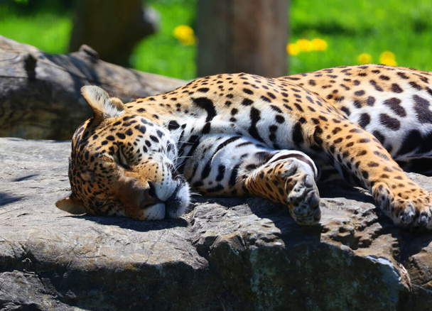 Jaguar ist eine Katze, eine Katze aus der Gattung Panthera, die nur in Amerika heimisch ist. Jaguar ist die drittgrößte Katze nach Tiger und Löwe und die größte in Amerika. - Foto, Bild