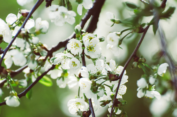 Blossoming of cherry flowers in spring time with green leaves and copyspace, natural seasonal floral background - Фото, зображення