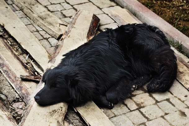 triest zwarte hond is opleggen buitenshuis - Foto, afbeelding