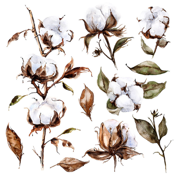 Clip-art conjunto con flores de algodón y hojas en las ramas - Foto, imagen