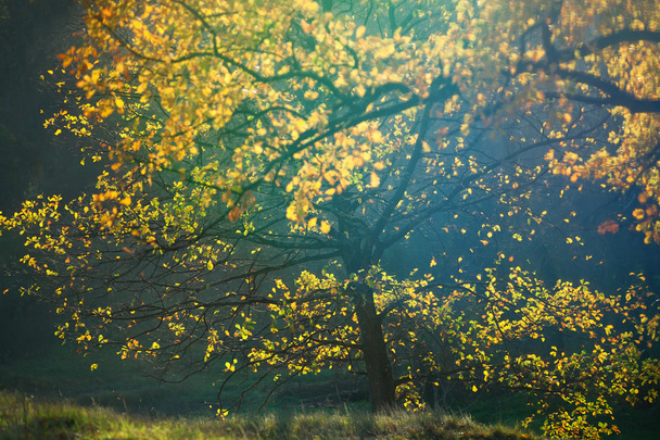 Autumn forest in the mist - Fotoğraf, Görsel
